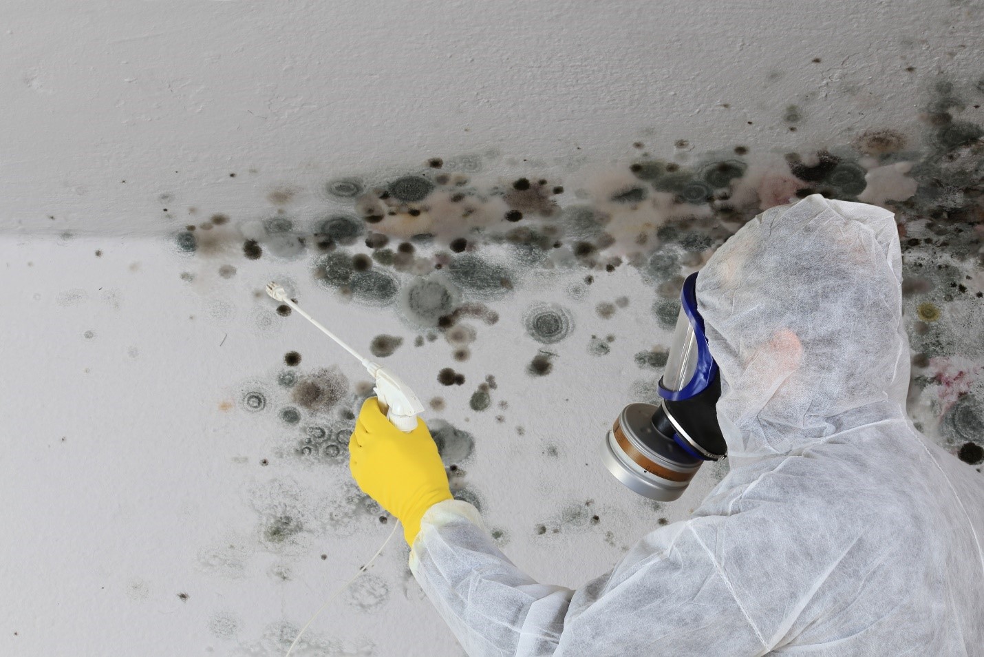 Residential Mold Removal